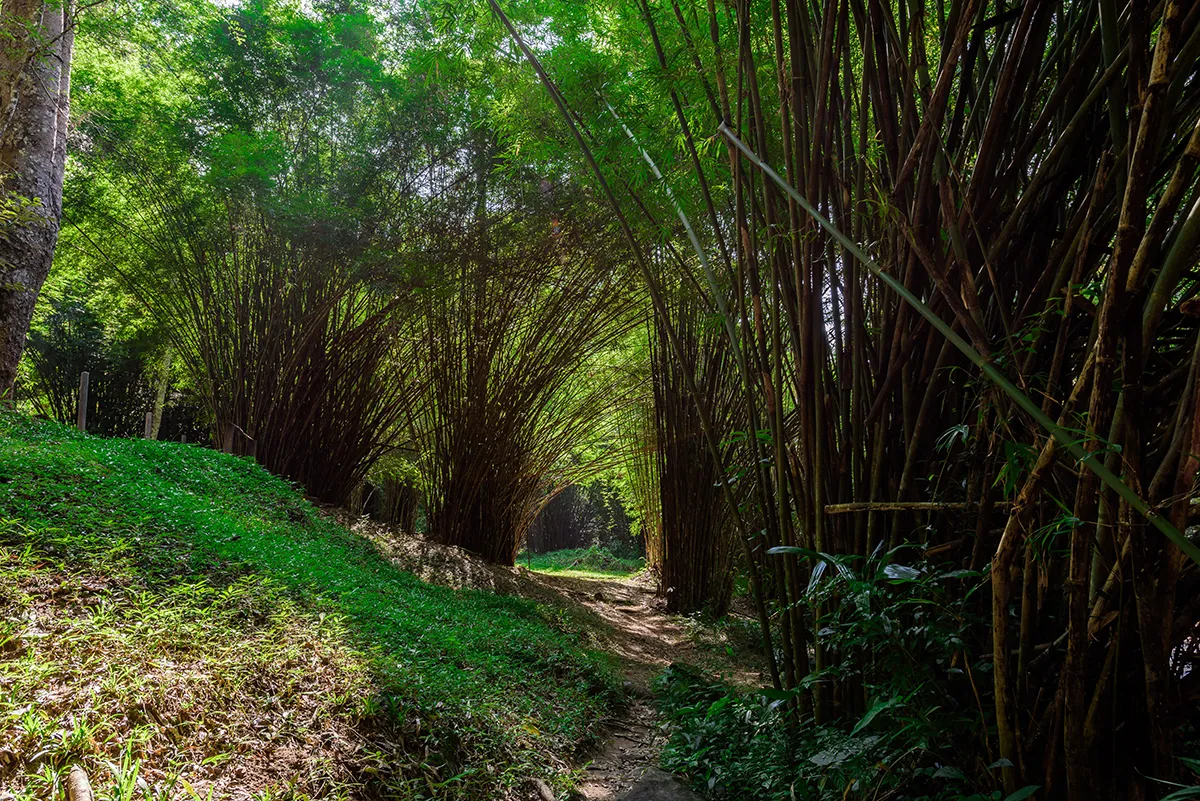 Bambuswald mit Wasserfall