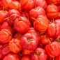 Preview: Acerolabeeren geerntet Preview: Acerolabeeren geerntet