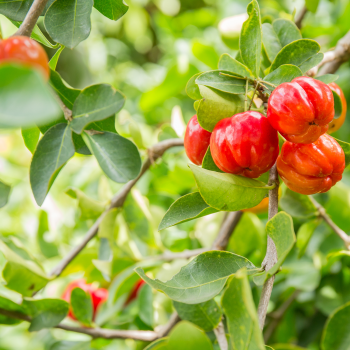 Preview: Acerolabeeren am Strauch