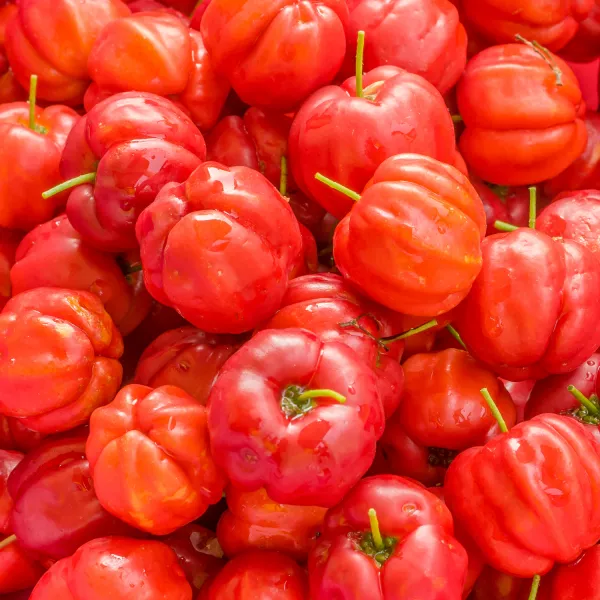 Acerolabeeren geerntet Acerolabeeren geerntet