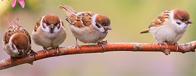 Orangenes Windsurf Segel